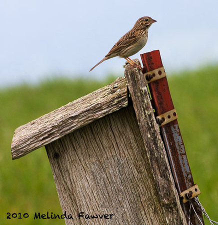 Sparrow on Bird House