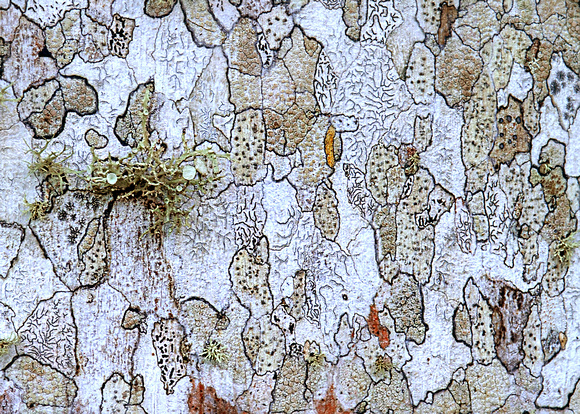 FIRST, Abstracts, Tree Bark by Clay Thurston