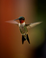 Wildlife-FIRST, An Intense Little Hummer, by John House