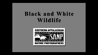 Black and White Wildlife