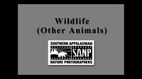 Wildlife (Other animals)