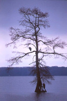 Reelfoot Lake Cypress / Blue Heron